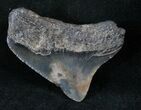 Posterior Megalodon Tooth - South Carolina #13972-1